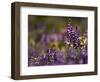 Backlit Lupine Flowers, Glacier National Park, Montana, USA-Adam Jones-Framed Photographic Print