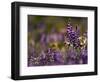 Backlit Lupine Flowers, Glacier National Park, Montana, USA-Adam Jones-Framed Photographic Print