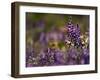 Backlit Lupine Flowers, Glacier National Park, Montana, USA-Adam Jones-Framed Photographic Print