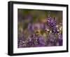 Backlit Lupine Flowers, Glacier National Park, Montana, USA-Adam Jones-Framed Photographic Print