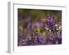 Backlit Lupine Flowers, Glacier National Park, Montana, USA-Adam Jones-Framed Photographic Print