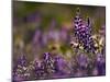 Backlit Lupine Flowers, Glacier National Park, Montana, USA-Adam Jones-Mounted Photographic Print