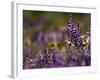 Backlit Lupine Flowers, Glacier National Park, Montana, USA-Adam Jones-Framed Photographic Print