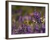 Backlit Lupine Flowers, Glacier National Park, Montana, USA-Adam Jones-Framed Photographic Print