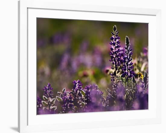 Backlit Lupine Flowers, Glacier National Park, Montana, USA-Adam Jones-Framed Photographic Print