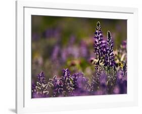 Backlit Lupine Flowers, Glacier National Park, Montana, USA-Adam Jones-Framed Photographic Print