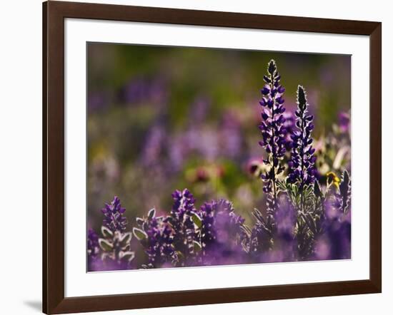 Backlit Lupine Flowers, Glacier National Park, Montana, USA-Adam Jones-Framed Photographic Print