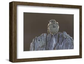 Backlit Meadow Pipit (Anthus Pratensis) Perched on an Old Post, Scotland, UK, May 2010-Mark Hamblin-Framed Photographic Print