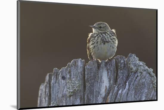 Backlit Meadow Pipit (Anthus Pratensis) Perched on an Old Post, Scotland, UK, May 2010-Mark Hamblin-Mounted Photographic Print