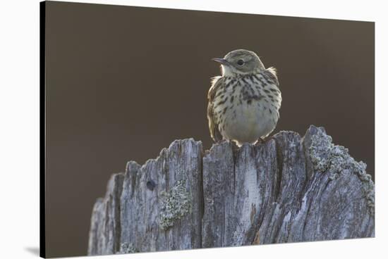 Backlit Meadow Pipit (Anthus Pratensis) Perched on an Old Post, Scotland, UK, May 2010-Mark Hamblin-Stretched Canvas