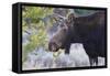 Backlit Moose (Alces Alces) Cow in Profile-Eleanor-Framed Stretched Canvas