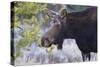 Backlit Moose (Alces Alces) Cow in Profile-Eleanor-Stretched Canvas