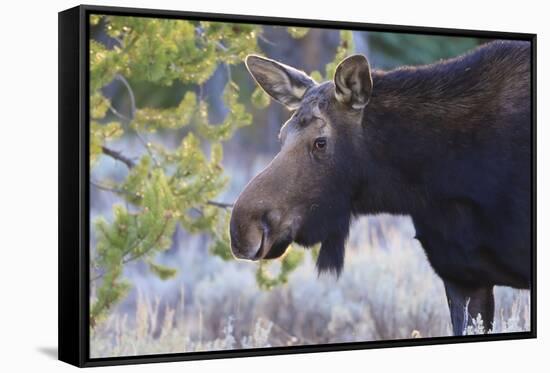 Backlit Moose (Alces Alces) Cow in Profile-Eleanor-Framed Stretched Canvas