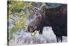 Backlit Moose (Alces Alces) Cow in Profile-Eleanor-Stretched Canvas