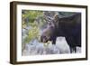 Backlit Moose (Alces Alces) Cow in Profile-Eleanor-Framed Photographic Print