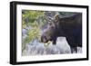 Backlit Moose (Alces Alces) Cow in Profile-Eleanor-Framed Photographic Print