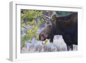 Backlit Moose (Alces Alces) Cow in Profile-Eleanor-Framed Photographic Print