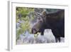 Backlit Moose (Alces Alces) Cow in Profile-Eleanor-Framed Photographic Print