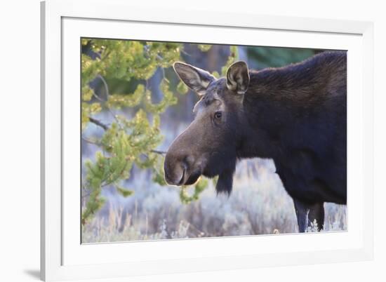 Backlit Moose (Alces Alces) Cow in Profile-Eleanor-Framed Photographic Print