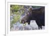 Backlit Moose (Alces Alces) Cow in Profile-Eleanor-Framed Photographic Print