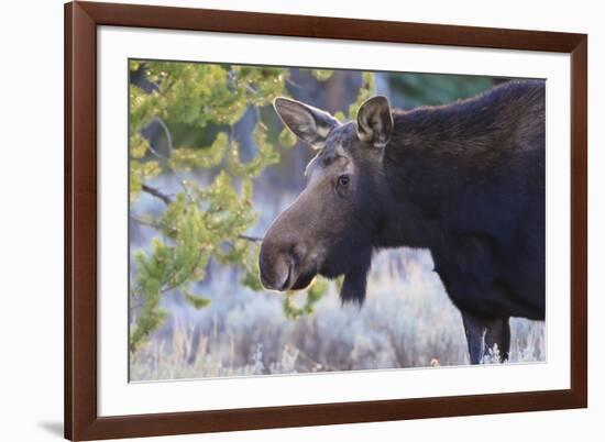 Backlit Moose (Alces Alces) Cow in Profile-Eleanor-Framed Photographic Print