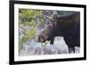 Backlit Moose (Alces Alces) Cow in Profile-Eleanor-Framed Photographic Print