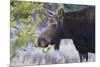 Backlit Moose (Alces Alces) Cow in Profile-Eleanor-Mounted Photographic Print