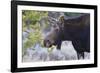 Backlit Moose (Alces Alces) Cow in Profile-Eleanor-Framed Photographic Print