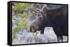 Backlit Moose (Alces Alces) Cow in Profile-Eleanor-Framed Stretched Canvas