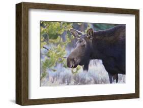 Backlit Moose (Alces Alces) Cow in Profile-Eleanor-Framed Photographic Print