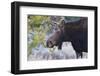 Backlit Moose (Alces Alces) Cow in Profile-Eleanor-Framed Photographic Print