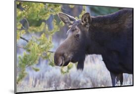 Backlit Moose (Alces Alces) Cow in Profile-Eleanor-Mounted Photographic Print