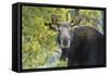 Backlit Moose (Alces Alces) Cow Stares at Camera in Evening Light-Eleanor-Framed Stretched Canvas