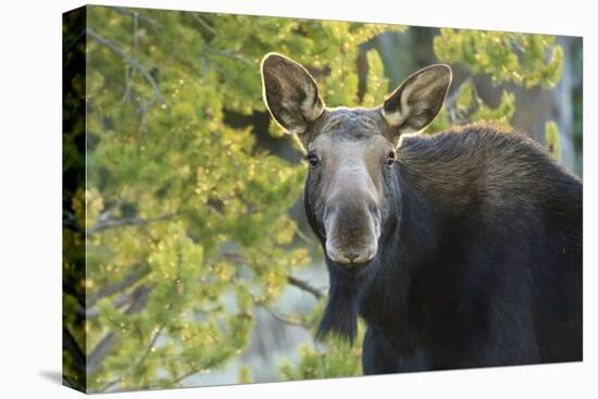 Backlit Moose (Alces Alces) Cow Stares at Camera in Evening Light-Eleanor-Stretched Canvas