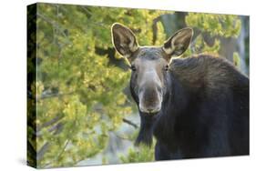 Backlit Moose (Alces Alces) Cow Stares at Camera in Evening Light-Eleanor-Stretched Canvas