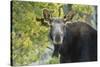 Backlit Moose (Alces Alces) Cow Stares at Camera in Evening Light-Eleanor-Stretched Canvas