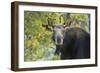 Backlit Moose (Alces Alces) Cow Stares at Camera in Evening Light-Eleanor-Framed Photographic Print