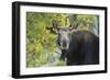 Backlit Moose (Alces Alces) Cow Stares at Camera in Evening Light-Eleanor-Framed Photographic Print