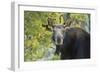 Backlit Moose (Alces Alces) Cow Stares at Camera in Evening Light-Eleanor-Framed Photographic Print