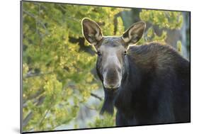 Backlit Moose (Alces Alces) Cow Stares at Camera in Evening Light-Eleanor-Mounted Photographic Print