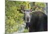 Backlit Moose (Alces Alces) Cow Stares at Camera in Evening Light-Eleanor-Mounted Photographic Print