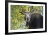 Backlit Moose (Alces Alces) Cow Stares at Camera in Evening Light-Eleanor-Framed Photographic Print