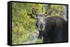 Backlit Moose (Alces Alces) Cow Stares at Camera in Evening Light-Eleanor-Framed Stretched Canvas