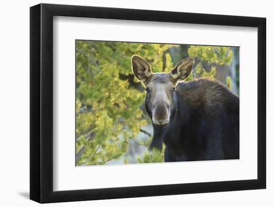 Backlit Moose (Alces Alces) Cow Stares at Camera in Evening Light-Eleanor-Framed Premium Photographic Print