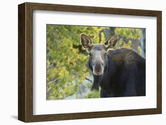 Backlit Moose (Alces Alces) Cow Stares at Camera in Evening Light-Eleanor-Framed Photographic Print