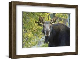 Backlit Moose (Alces Alces) Cow Stares at Camera in Evening Light-Eleanor-Framed Photographic Print
