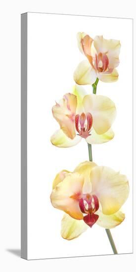 Backlit Orchids against white background-null-Stretched Canvas