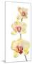 Backlit Orchids against white background-null-Mounted Photographic Print