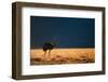 Backlit Ostrich in the early morning light, Masai Mara-Karen Deakin-Framed Photographic Print