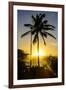 Backlit Palm Tree in the Fortress of Fortaleza San Felipe, Puerto Plata, Dominican Republic-Michael Runkel-Framed Photographic Print